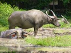 water buffalos wallowing.JPG (122 KB)